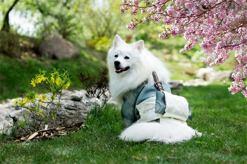 犬が氷を食べても大丈夫？安全な与え方と絶対NGな3つのケース