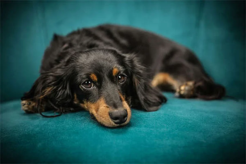 犬が雷を怖がる理由と今日からできる7つの対処法