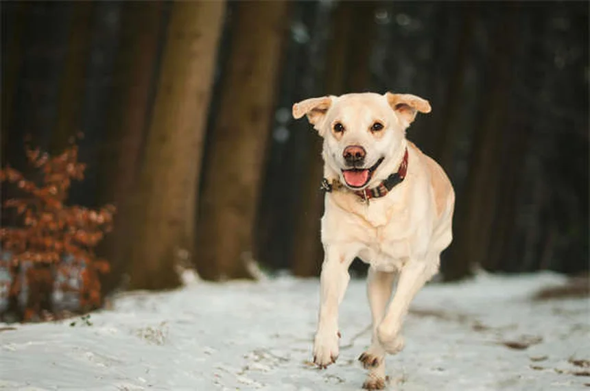 犬の平熱は何度？正常範囲から発熱の見分け方まで徹底解説
