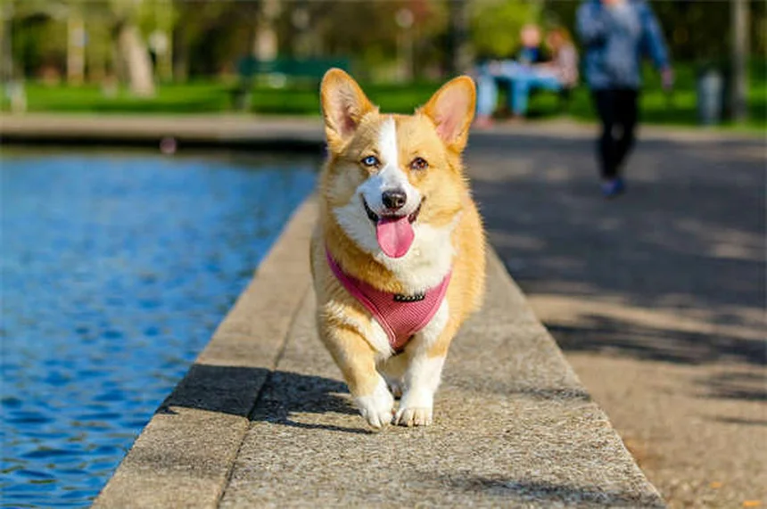 猫がかゆがる原因は？ノミからストレスまで7つの要因を獣医師が解説