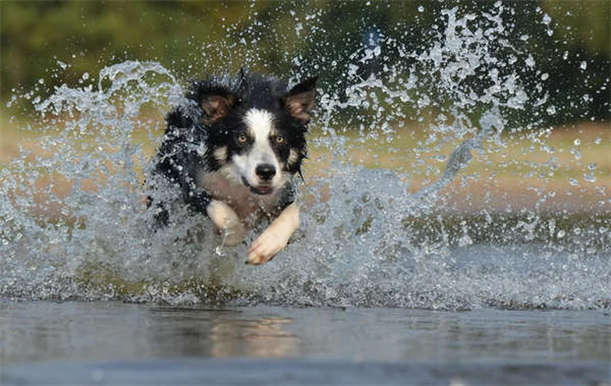 犬がうんち後に蹴る理由とは？マーキングの秘密を解説