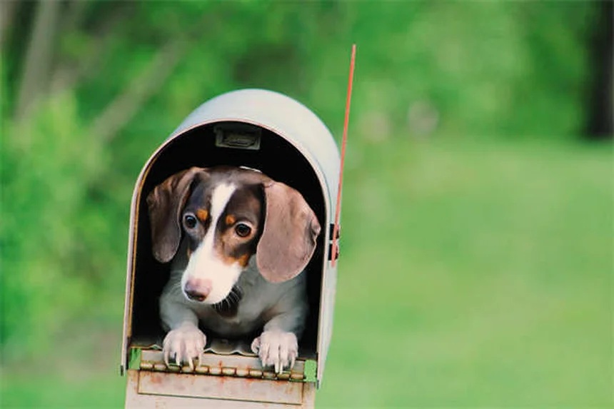 犬の血小板凝固障害とは？症状・原因から治療・自宅ケアまで解説