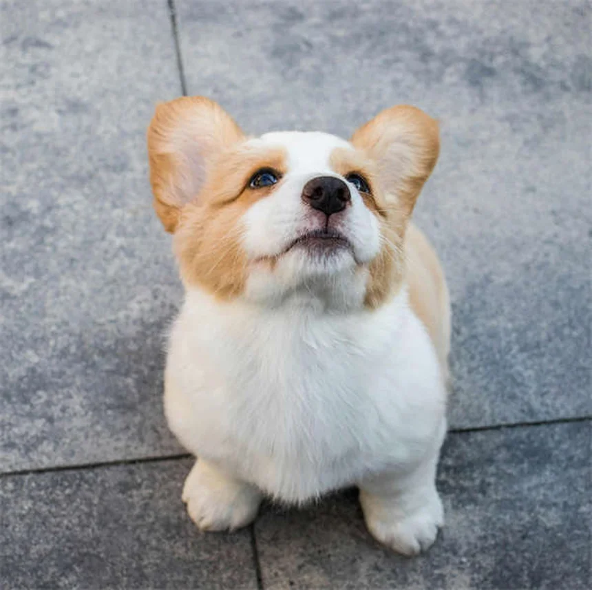 犬のメロキシカムとは？関節炎の痛みを和らげるNSAIDの効果と注意点