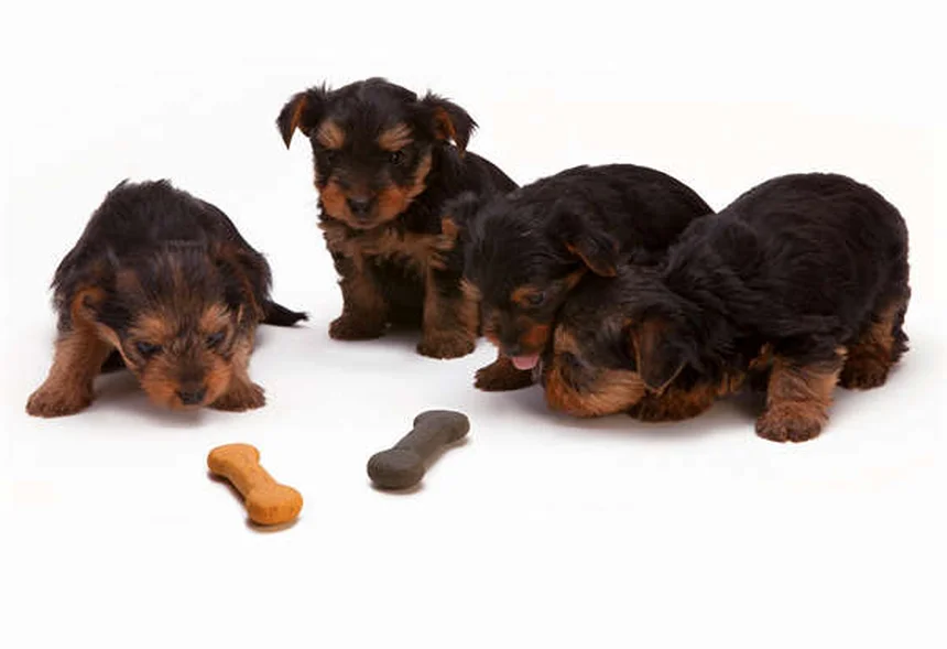 犬のメロキシカムとは？関節炎の痛みを和らげるNSAIDの効果と注意点