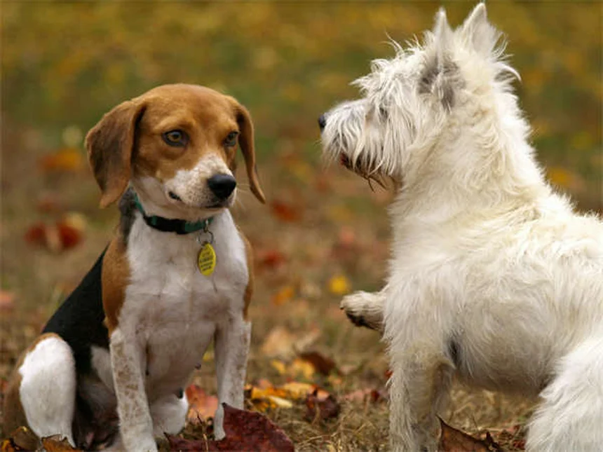 犬が氷を食べても大丈夫？安全な与え方と絶対NGな3つのケース
