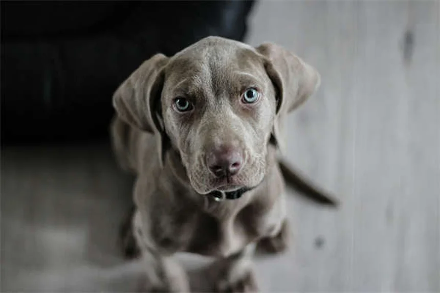 犬にペディアライトは危険？獣医師が教える正しい水分補給法
