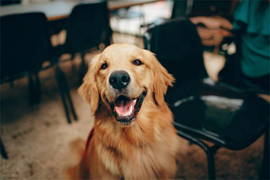 犬のマッサージ効果5選！愛犬の痛みとストレスを和らげる正しい方法