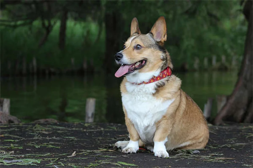 犬のマッサージ効果5選！愛犬の痛みとストレスを和らげる正しい方法