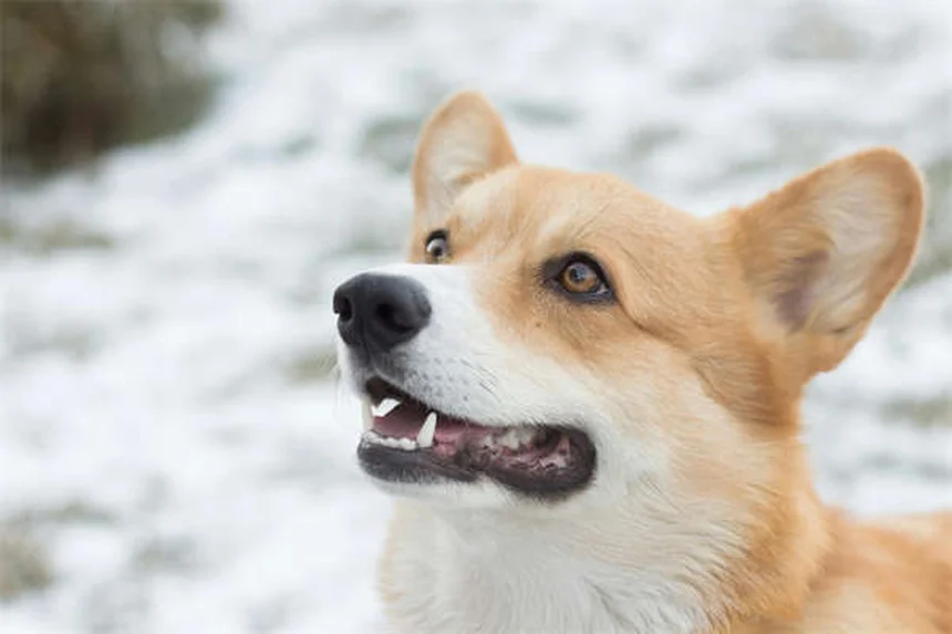 犬のマッサージ効果5選！愛犬の痛みとストレスを和らげる正しい方法