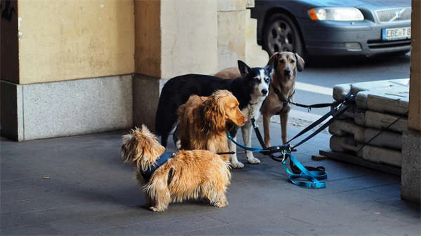 犬のシリンゴミエリア(SM)とキアリ様奇形(CM)：症状から治療法、愛犬との向き合い方まで