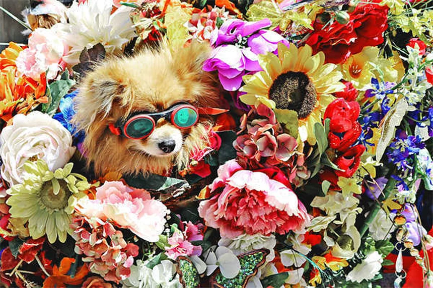 プラジカンテルとは？犬・猫の条虫治療薬を徹底解説