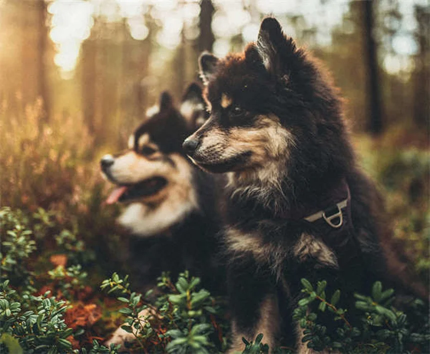 成犬のトイレトレーニングを成功させる7つのステップと絶対NG行動