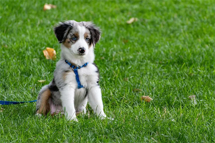 子犬の必需品リスト｜初心者でも安心！迎える前に揃えるべき12のアイテム