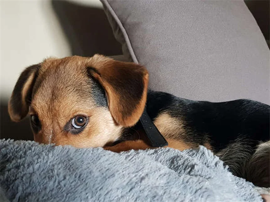 獣医師に感謝すべき7つの理由と飼い主ができる具体的な感謝の方法