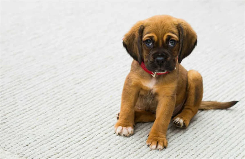 犬のTemaril-Pとは？副作用・投与法から長期使用のリスクまで徹底解説
