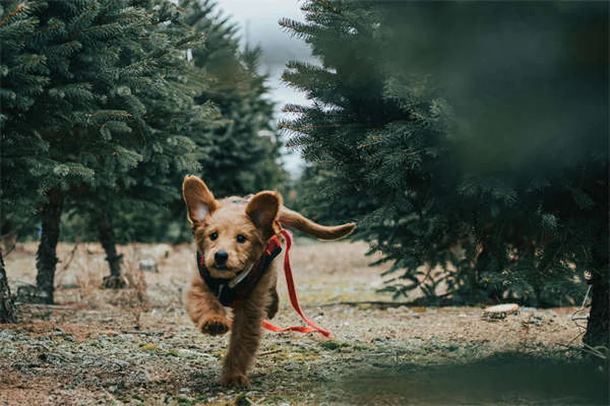 犬のTemaril-Pとは？副作用・投与法から長期使用のリスクまで徹底解説