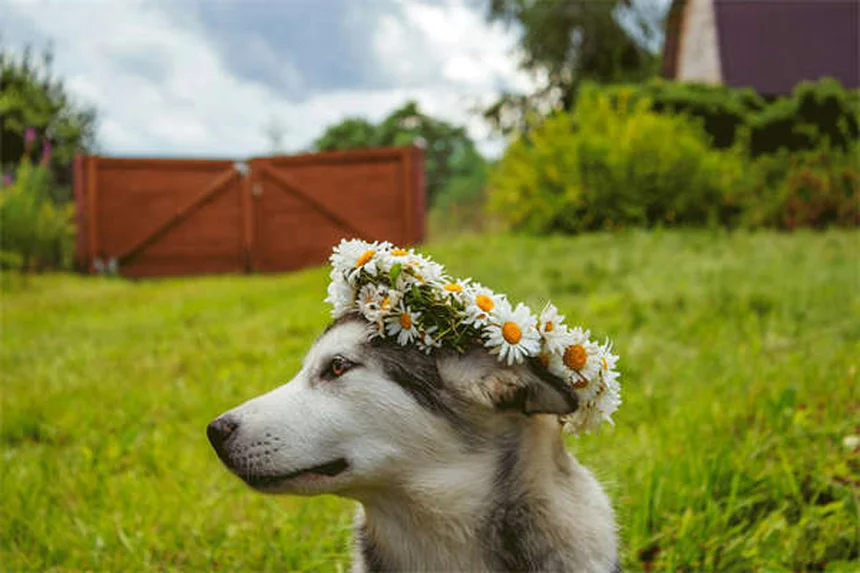 犬の散歩をもっと楽しくする知っておきたい8つの方法