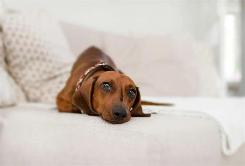 犬の散歩をもっと楽しくする知っておきたい8つの方法