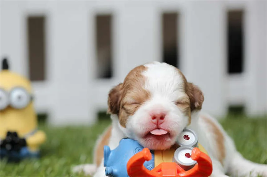 犬の散歩をもっと楽しくする知っておきたい8つの方法