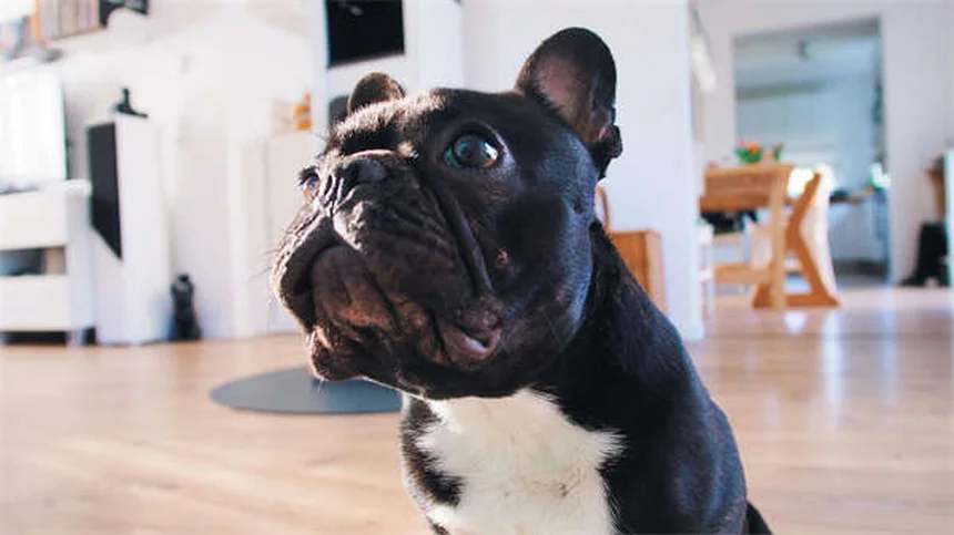 Kaopectate®は犬や猫に安全？リスクと正しい使い方を獣医師が解説