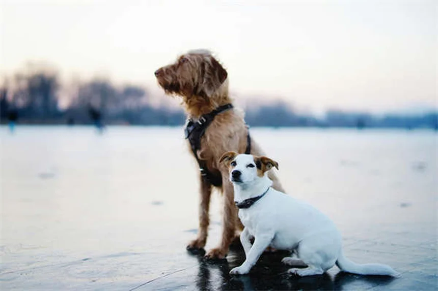 Kaopectate®は犬や猫に安全？リスクと正しい使い方を獣医師が解説