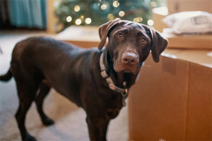 メトロニダゾール、犬猫に使う前に知っておきたい副作用と注意点