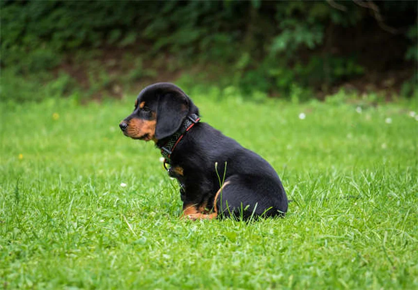 メトロニダゾール、犬猫に使う前に知っておきたい副作用と注意点