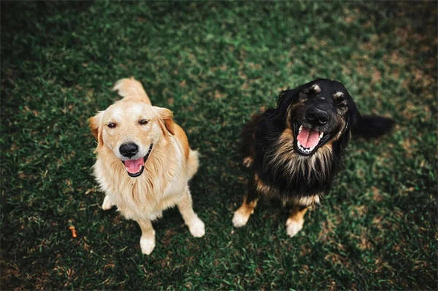 狩猟犬の選び方と訓練成功のコツ