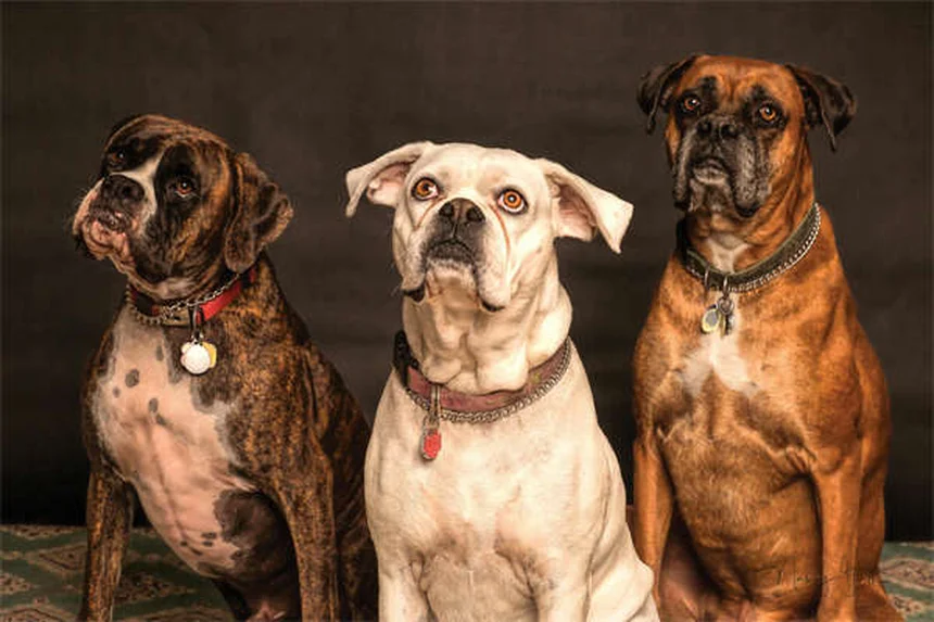 自宅でできる愛犬の健康チェック｜5つのステップで早期発見