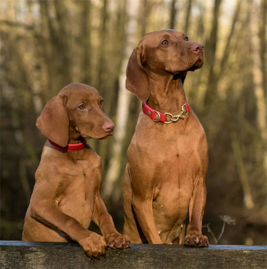 自宅でできる愛犬の健康チェック｜5つのステップで早期発見