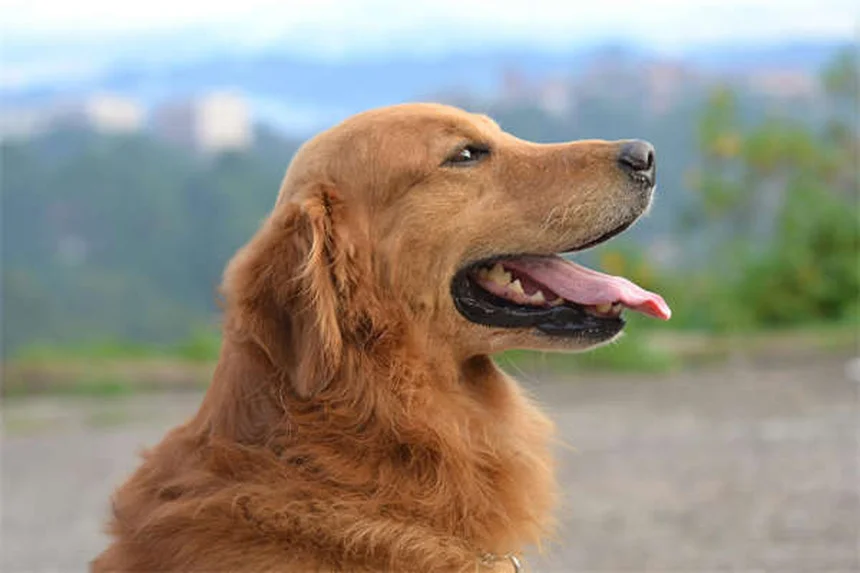 犬の異食症の原因と治し方：飼い主の体験談と獣医師が教える5つの対策
