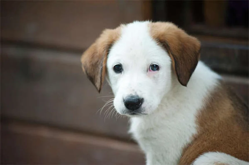 犬のしつけで命を守る！4つの基本コマンドと簡単トレーニング方法