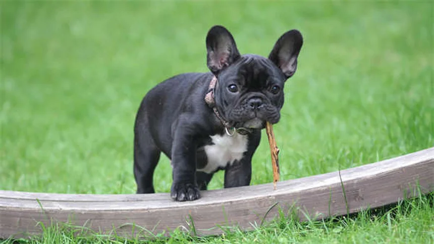 犬のしつけで命を守る！4つの基本コマンドと簡単トレーニング方法