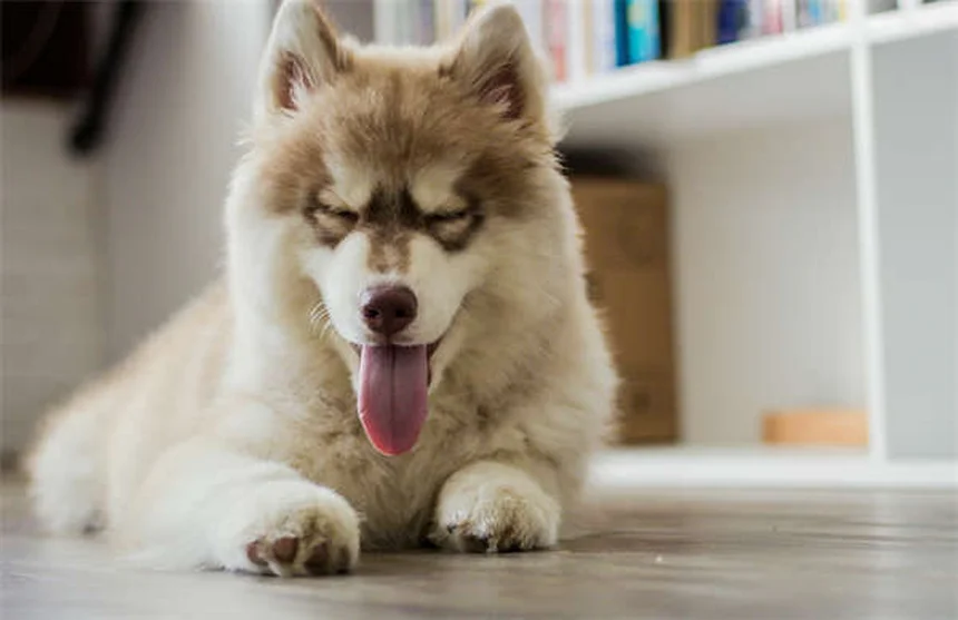 犬のしつけで命を守る！4つの基本コマンドと簡単トレーニング方法