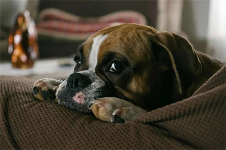 子犬の思春期（6〜12ヶ月）のしつけと健康管理のコツ
