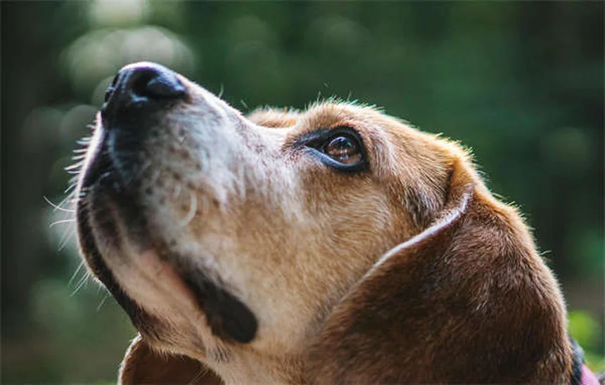 子犬の思春期（6〜12ヶ月）のしつけと健康管理のコツ