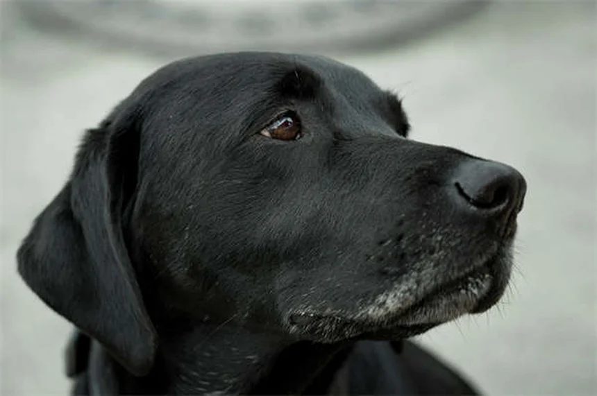 犬猫のカルニチン副作用と効果を獣医が解説