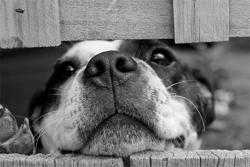 犬猫のカルニチン副作用と効果を獣医が解説