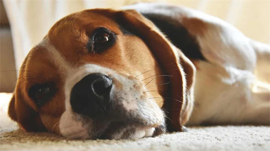 犬のナルコレプシーとは？症状・原因・治療法を徹底解説