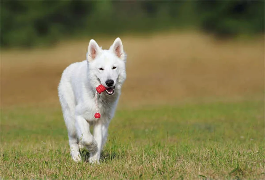 純血種の犬とは？定義から健康リスク、選び方まで徹底解説
