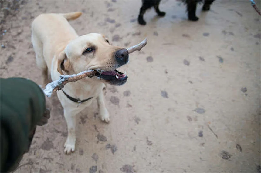 犬のL-カルニチンとは？効果・副作用・正しい与え方を獣医師が解説