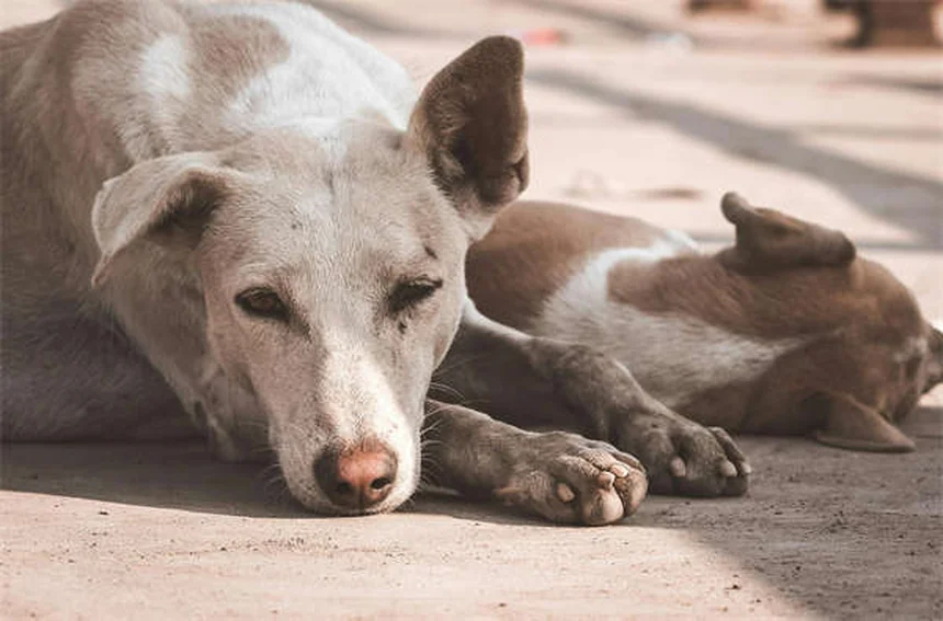 犬のL-カルニチンとは？効果・副作用・正しい与え方を獣医師が解説
