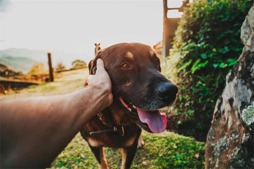 犬のL-カルニチンとは？効果・副作用・正しい与え方を獣医師が解説