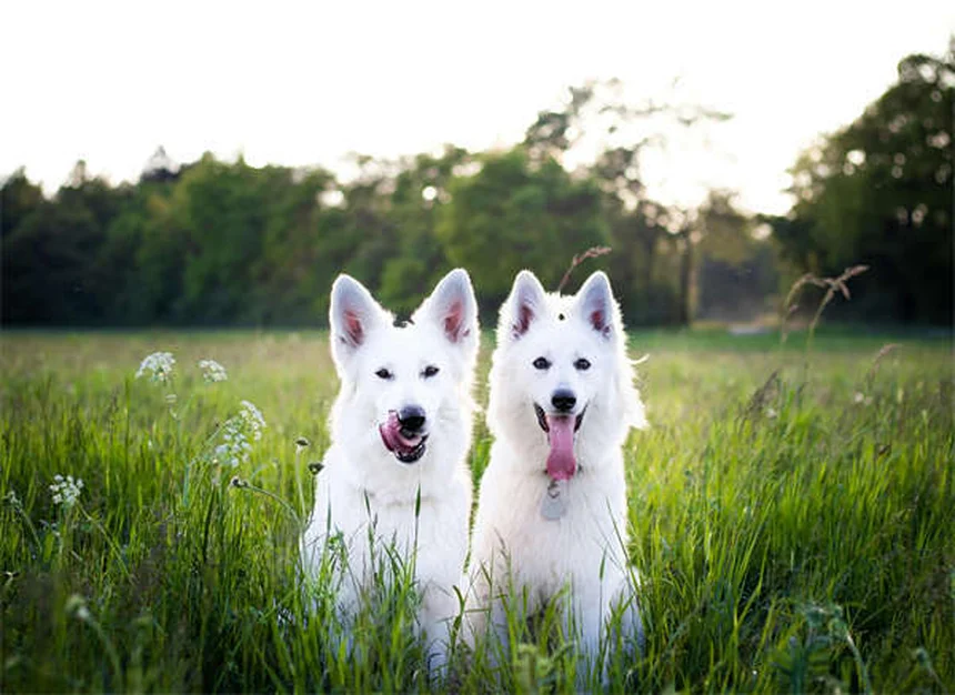 犬は夢を見る？愛犬の寝言や足バタバタの意味を解説